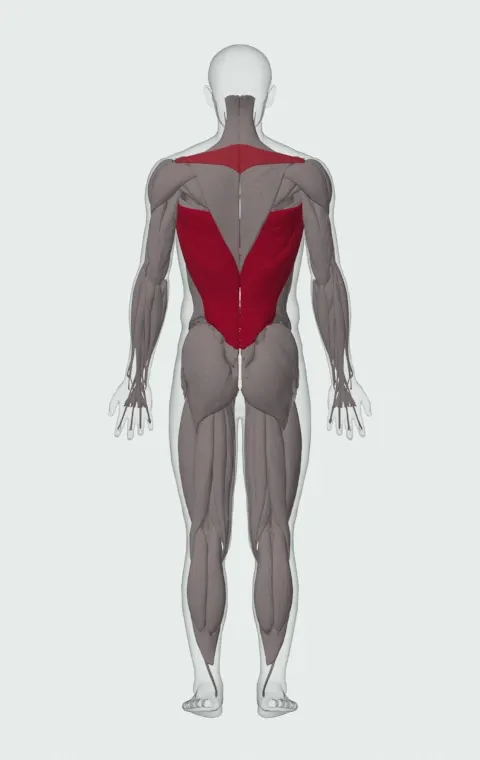 Mixed-Grip Chin-Up: the muscles it trains, from behind. Primary — Latissimus Dorsi. Also worked — Long Head, Short Head, Rhomboid Major, Rhomboid Minor and 1 more.