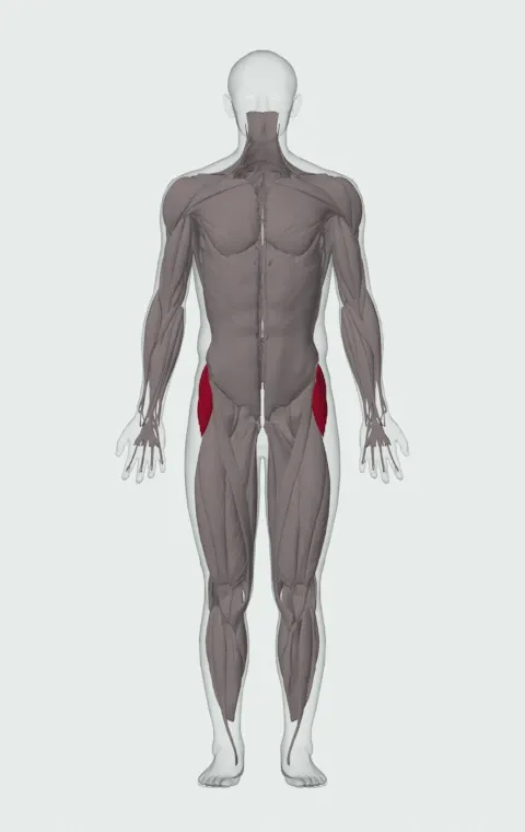 Monster Walk: the muscles it trains, from the front. Primary — Gluteus Medius, Gluteus Minimus and Tensor Fasciae Latae.