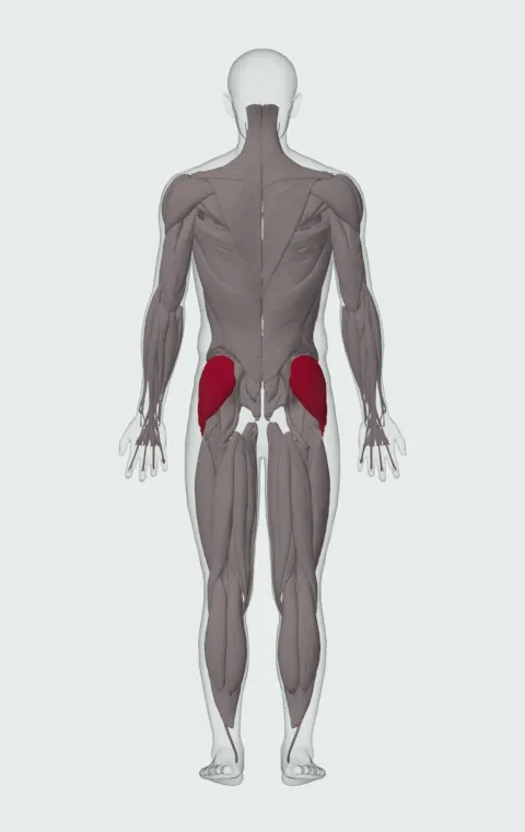 Monster Walk: the muscles it trains, from behind. Primary — Gluteus Medius, Gluteus Minimus and Tensor Fasciae Latae.