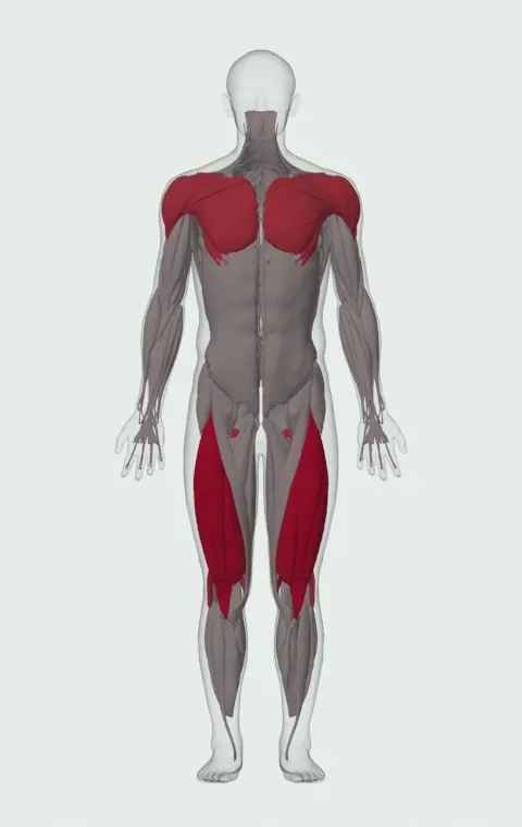 Mountain Climber: the muscles it trains, from the front. Primary — Rectus Femoris, Vastus Lateralis, Vastus Medialis and Vastus Intermedius. Also worked — Clavicular Head, Sternocostal Head, Abdominal Head, Biceps Femoris (Long Head) and 6 more.