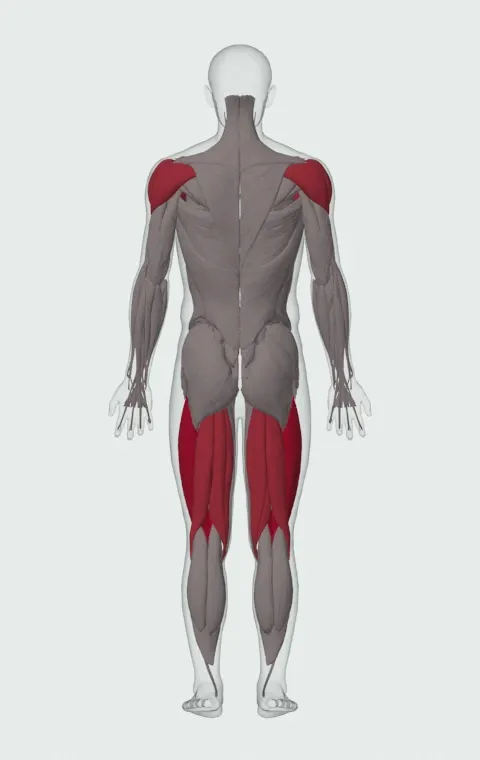 Mountain Climber: the muscles it trains, from behind. Primary — Rectus Femoris, Vastus Lateralis, Vastus Medialis and Vastus Intermedius. Also worked — Clavicular Head, Sternocostal Head, Abdominal Head, Biceps Femoris (Long Head) and 6 more.