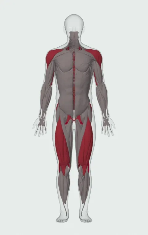 Muscle Snatch: the muscles it trains, from the front. Primary — Biceps Femoris (Long Head), Biceps Femoris (Short Head), Semitendinosus and Semimembranosus. Also worked — Gluteus Maximus, Gluteus Medius, Gluteus Minimus, Erector Spinae and 10 more.