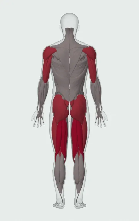 Muscle Snatch: the muscles it trains, from behind. Primary — Biceps Femoris (Long Head), Biceps Femoris (Short Head), Semitendinosus and Semimembranosus. Also worked — Gluteus Maximus, Gluteus Medius, Gluteus Minimus, Erector Spinae and 10 more.