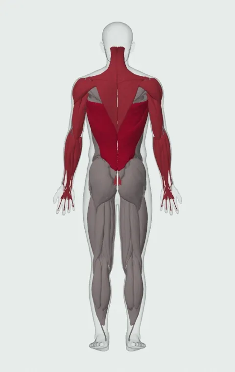 Muscle Up: the muscles it trains, from behind. Primary — Latissimus Dorsi. Also worked — Rectus Abdominis, Long Head, Short Head, Forearm Flexors and 12 more.