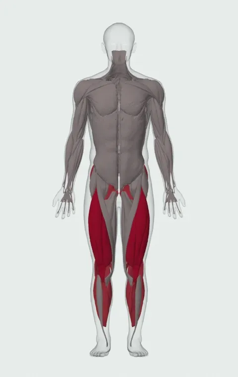 Narrow-Stance Hack Squat: the muscles it trains, from the front. Primary — Rectus Femoris, Vastus Lateralis, Vastus Medialis and Vastus Intermedius. Also worked — Gastrocnemius, Soleus, Gluteus Maximus, Gluteus Medius and 5 more.
