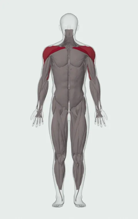 Neck Press: the muscles it trains, from the front. Primary — Clavicular Head. Also worked — Anterior Deltoid, Lateral Deltoid, Posterior Deltoid, Long Head and 2 more.