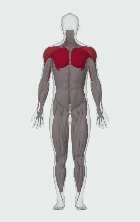 Neutral-Grip Dumbbell Bench Press: the muscles it trains, from the front. Primary — Clavicular Head, Sternocostal Head and Abdominal Head. Also worked — Anterior Deltoid, Lateral Deltoid, Posterior Deltoid, Long Head and 2 more.