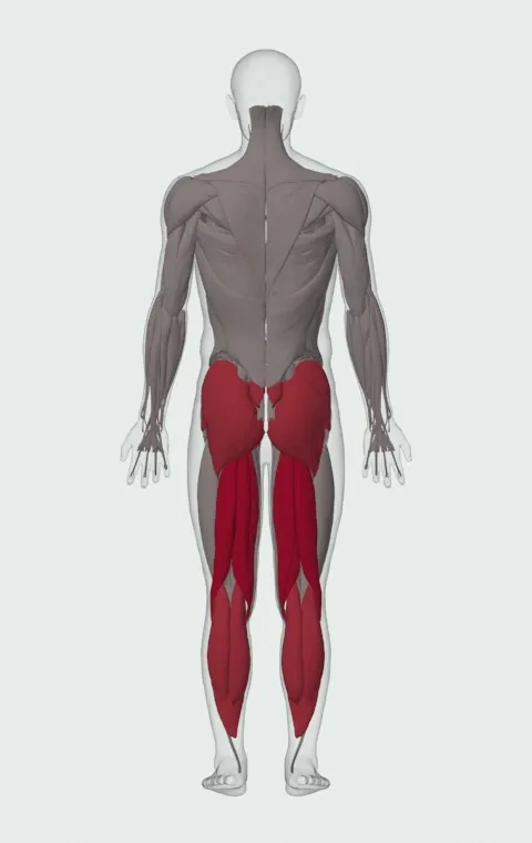 Nordic Hamstring Curl: the muscles it trains, from behind. Primary — Biceps Femoris (Long Head), Biceps Femoris (Short Head), Semitendinosus and Semimembranosus. Also worked — Gastrocnemius, Soleus, Gluteus Maximus, Gluteus Medius and 2 more.