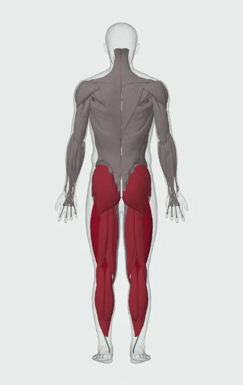 Olympic Squat: the muscles it trains, from behind. Primary — Rectus Femoris, Vastus Lateralis, Vastus Medialis and Vastus Intermedius. Also worked — Gastrocnemius, Soleus, Gluteus Maximus, Gluteus Medius and 5 more.