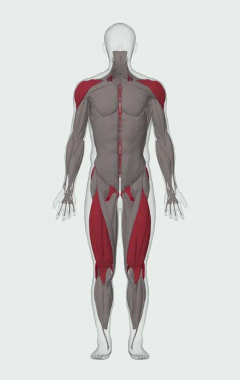 Open-Palm Kettlebell Clean: the muscles it trains, from the front. Primary — Biceps Femoris (Long Head), Biceps Femoris (Short Head), Semitendinosus and Semimembranosus. Also worked — Gluteus Maximus, Gluteus Medius, Gluteus Minimus, Erector Spinae and 7 more.