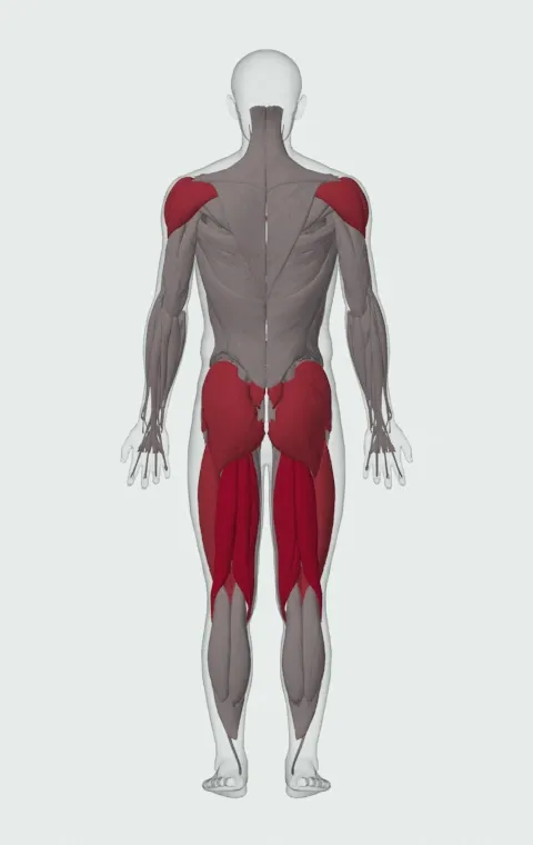Open-Palm Kettlebell Clean: the muscles it trains, from behind. Primary — Biceps Femoris (Long Head), Biceps Femoris (Short Head), Semitendinosus and Semimembranosus. Also worked — Gluteus Maximus, Gluteus Medius, Gluteus Minimus, Erector Spinae and 7 more.