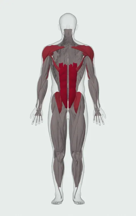 Otis-Up: the muscles it trains, from the front. Primary — Rectus Abdominis. Also worked — Clavicular Head, Sternocostal Head, Abdominal Head, Anterior Deltoid and 6 more. Sternocostal Head is lifted away in this view to show what lies beneath.