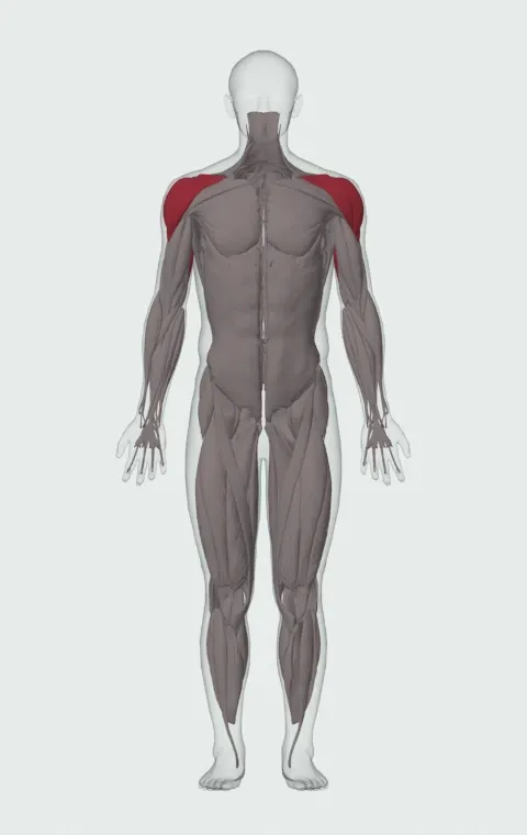 Overhead Barbell Triceps Extension: the muscles it trains, from the front. Primary — Long Head. Also worked — Anterior Deltoid, Lateral Deltoid and Posterior Deltoid.