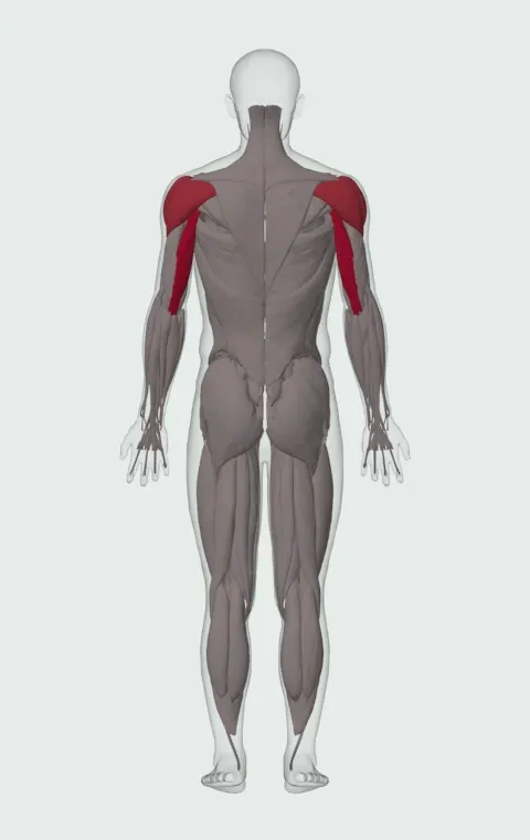 Overhead Barbell Triceps Extension: the muscles it trains, from behind. Primary — Long Head. Also worked — Anterior Deltoid, Lateral Deltoid and Posterior Deltoid.