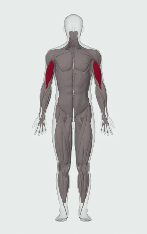 Overhead Cable Curl: the muscles it trains, from the front. Primary — Long Head and Short Head.