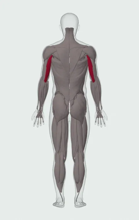 Overhead Cable Triceps Extension: the muscles it trains, from behind. Primary — Long Head.