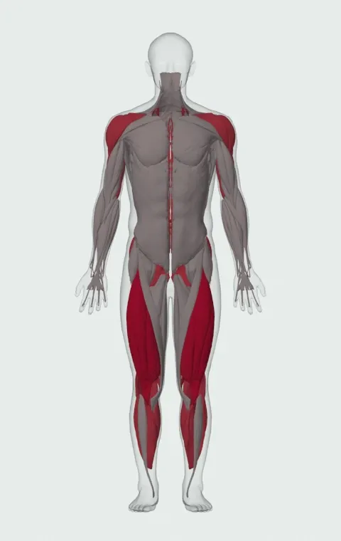 Overhead Squat: the muscles it trains, from the front. Primary — Rectus Femoris, Vastus Lateralis, Vastus Medialis and Vastus Intermedius. Also worked — Rectus Abdominis, Gastrocnemius, Soleus, Gluteus Maximus and 13 more.