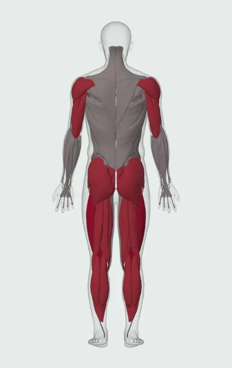 Overhead Squat: the muscles it trains, from behind. Primary — Rectus Femoris, Vastus Lateralis, Vastus Medialis and Vastus Intermedius. Also worked — Rectus Abdominis, Gastrocnemius, Soleus, Gluteus Maximus and 13 more.