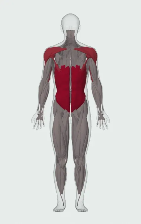 Pallof Press: the muscles it trains, from the front. Primary — Rectus Abdominis, External Oblique and Internal Oblique. Also worked — Clavicular Head, Sternocostal Head, Abdominal Head, Anterior Deltoid and 5 more. Sternocostal Head is lifted away in this view to show what lies beneath.
