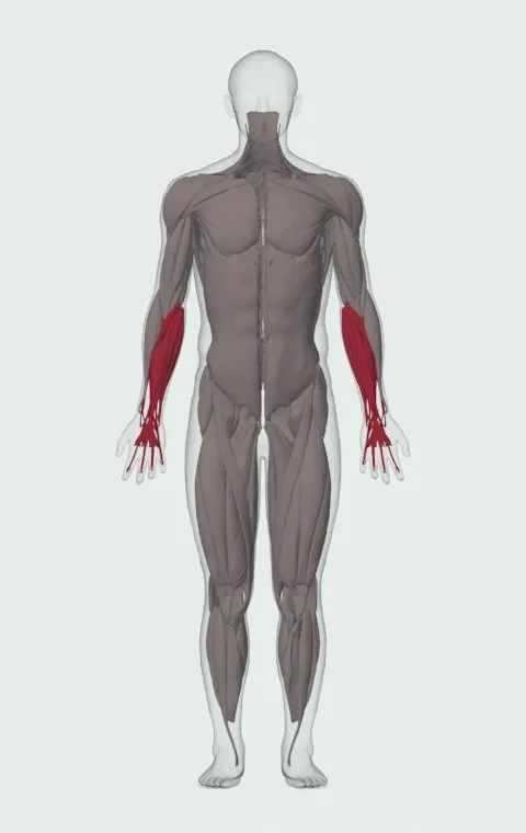 Palms-Down Dumbbell Wrist Curl Over A Bench: the muscles it trains, from the front. Primary — Forearm Extensors. Also worked — Forearm Flexors.