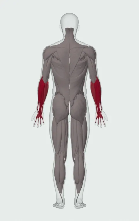 Palms-Down Dumbbell Wrist Curl Over A Bench: the muscles it trains, from behind. Primary — Forearm Extensors. Also worked — Forearm Flexors.