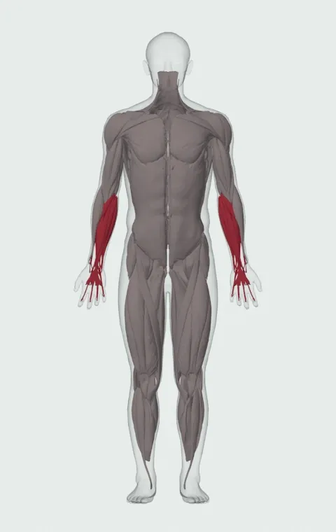 Palms-Down Wrist Curl Over A Bench: the muscles it trains, from the front. Primary — Forearm Extensors. Also worked — Forearm Flexors.