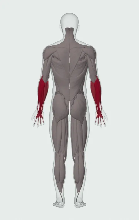 Palms-Down Wrist Curl Over A Bench: the muscles it trains, from behind. Primary — Forearm Extensors. Also worked — Forearm Flexors.