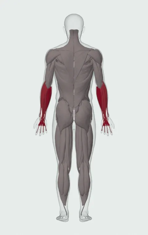 Palms-Up Dumbbell Wrist Curl Over A Bench: the muscles it trains, from behind. Primary — Forearm Flexors. Also worked — Forearm Extensors.
