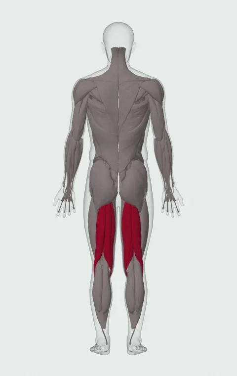 Partner-Resisted Hamstring Curl: the muscles it trains, from behind. Primary — Biceps Femoris (Long Head), Biceps Femoris (Short Head), Semitendinosus and Semimembranosus.