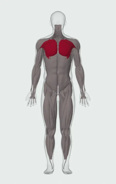 Pec Deck: the muscles it trains, from the front. Primary — Clavicular Head, Sternocostal Head and Abdominal Head.