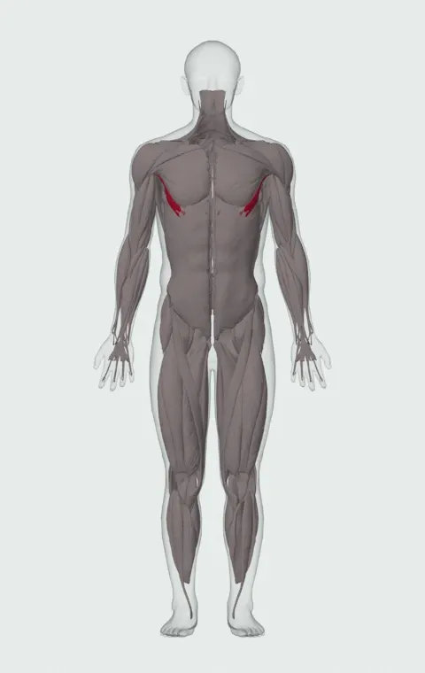 Abdominal Head highlighted on an anatomical figure, from the front.