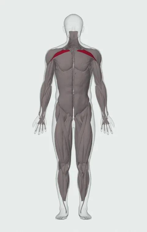 Clavicular Head highlighted on an anatomical figure, from the front.