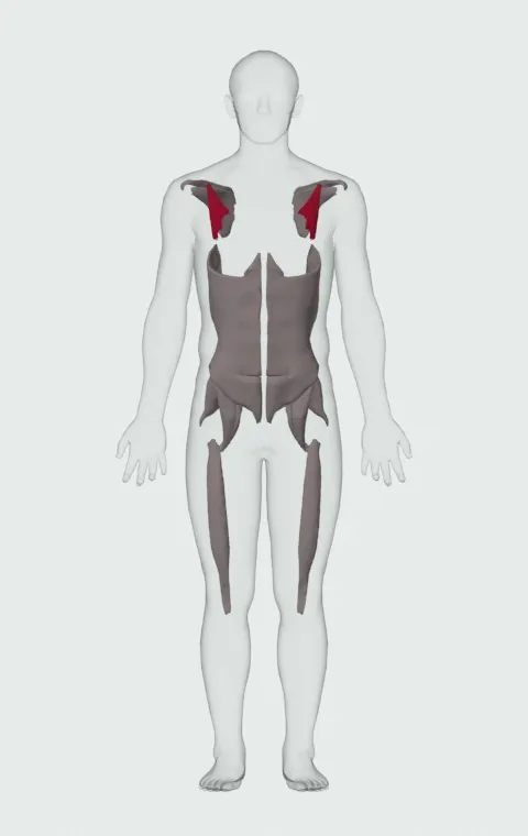 Pec Minor highlighted on an anatomical figure, from the front.