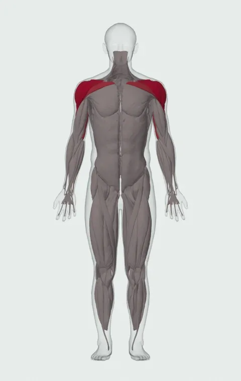 Pike Push-Up: the muscles it trains, from the front. Primary — Anterior Deltoid, Lateral Deltoid and Posterior Deltoid. Also worked — Long Head, Lateral Head, Medial Head and Clavicular Head.