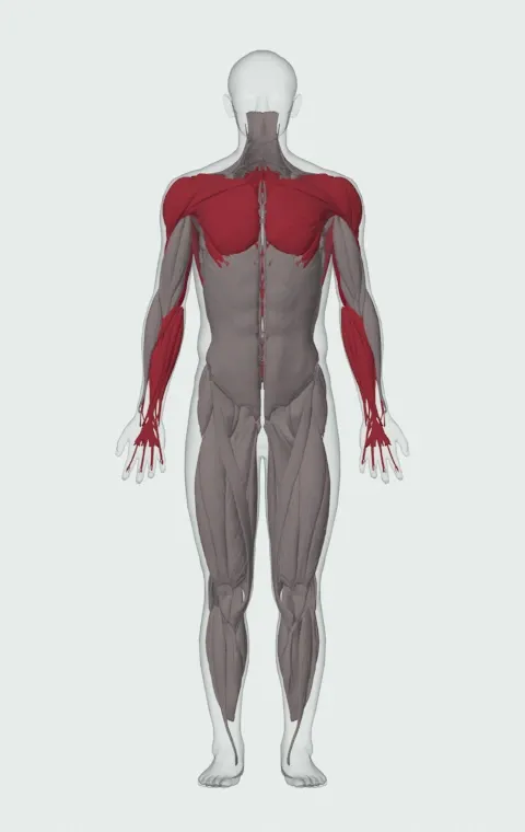 Pin Press: the muscles it trains, from the front. Primary — Long Head, Lateral Head and Medial Head. Also worked — Clavicular Head, Sternocostal Head, Abdominal Head, Forearm Flexors and 8 more.