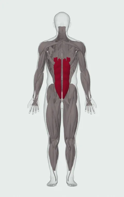 Decline Reverse Crunch: the muscles it trains, from the front. Primary — Rectus Abdominis.