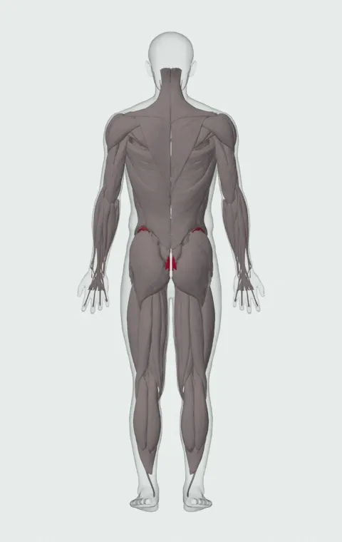 Plank: the muscles it trains, from behind. Primary — Rectus Abdominis. Also worked — Transversus Abdominis.