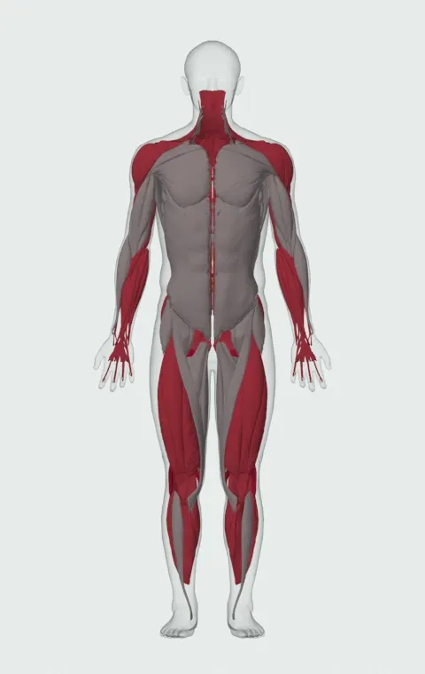 Power Clean: the muscles it trains, from the front. Primary — Biceps Femoris (Long Head), Biceps Femoris (Short Head), Semitendinosus and Semimembranosus. Also worked — Gastrocnemius, Soleus, Forearm Flexors, Forearm Extensors and 19 more.