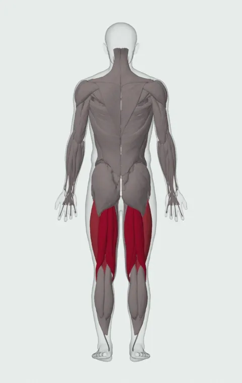 Power Clean from Blocks: the muscles it trains, from behind. Primary — Biceps Femoris (Long Head), Biceps Femoris (Short Head), Semitendinosus and Semimembranosus. Also worked — Rectus Femoris, Vastus Lateralis, Vastus Medialis and Vastus Intermedius.