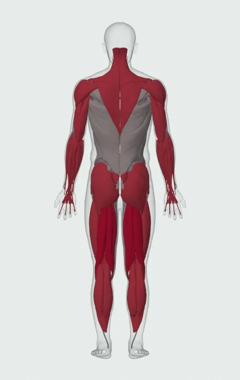 Power Clean: the muscles it trains, from behind. Primary — Biceps Femoris (Long Head), Biceps Femoris (Short Head), Semitendinosus and Semimembranosus. Also worked — Gastrocnemius, Soleus, Forearm Flexors, Forearm Extensors and 19 more.