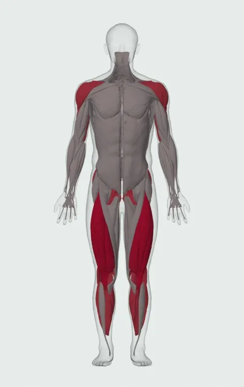 Power Jerk: the muscles it trains, from the front. Primary — Rectus Femoris, Vastus Lateralis, Vastus Medialis and Vastus Intermedius. Also worked — Rectus Abdominis, Gastrocnemius, Soleus, Gluteus Maximus and 12 more.