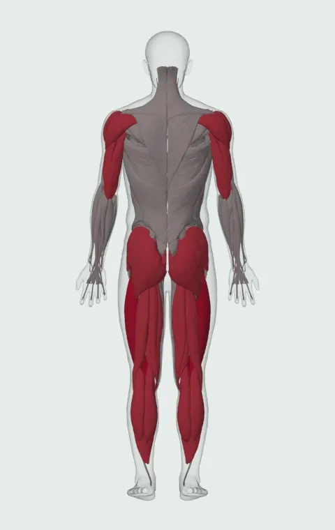 Power Jerk: the muscles it trains, from behind. Primary — Rectus Femoris, Vastus Lateralis, Vastus Medialis and Vastus Intermedius. Also worked — Rectus Abdominis, Gastrocnemius, Soleus, Gluteus Maximus and 12 more.
