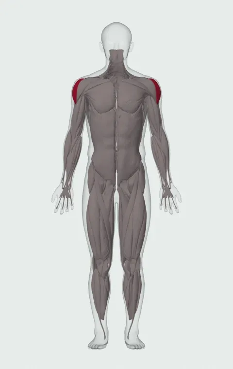 Power Partials: the muscles it trains, from the front. Primary — Lateral Deltoid.