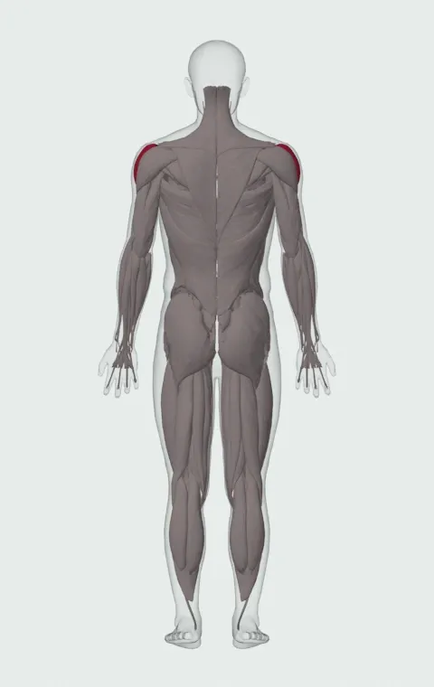 Power Partials: the muscles it trains, from behind. Primary — Lateral Deltoid.