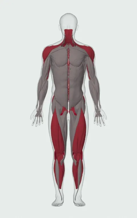 Power Snatch: the muscles it trains, from the front. Primary — Biceps Femoris (Long Head), Biceps Femoris (Short Head), Semitendinosus and Semimembranosus. Also worked — Gastrocnemius, Soleus, Gluteus Maximus, Gluteus Medius and 15 more.
