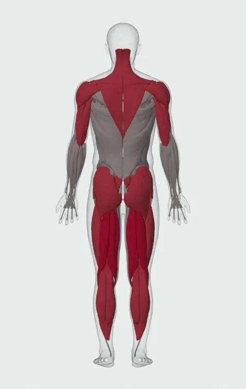 Power Snatch: the muscles it trains, from behind. Primary — Biceps Femoris (Long Head), Biceps Femoris (Short Head), Semitendinosus and Semimembranosus. Also worked — Gastrocnemius, Soleus, Gluteus Maximus, Gluteus Medius and 15 more.