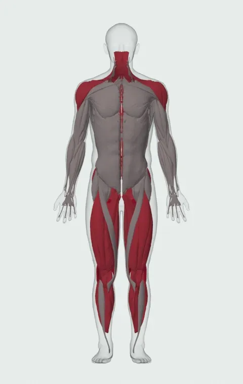 Power Stairs: the muscles it trains, from the front. Primary — Biceps Femoris (Long Head), Biceps Femoris (Short Head), Semitendinosus and Semimembranosus. Also worked — Adductor Magnus, Adductor Longus, Adductor Brevis, Gracilis and 16 more.