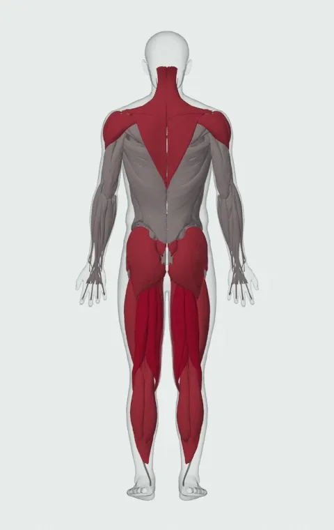 Power Stairs: the muscles it trains, from behind. Primary — Biceps Femoris (Long Head), Biceps Femoris (Short Head), Semitendinosus and Semimembranosus. Also worked — Adductor Magnus, Adductor Longus, Adductor Brevis, Gracilis and 16 more.