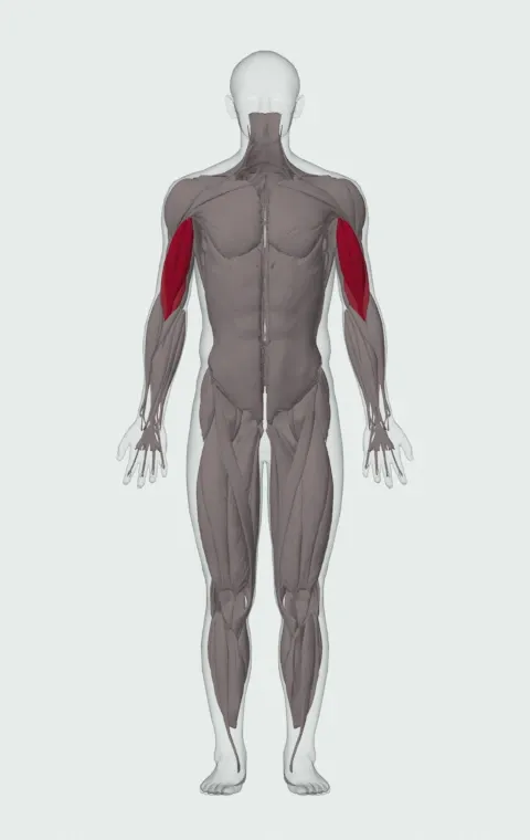 Preacher Curl: the muscles it trains, from the front. Primary — Long Head and Short Head. Also worked — Brachialis.