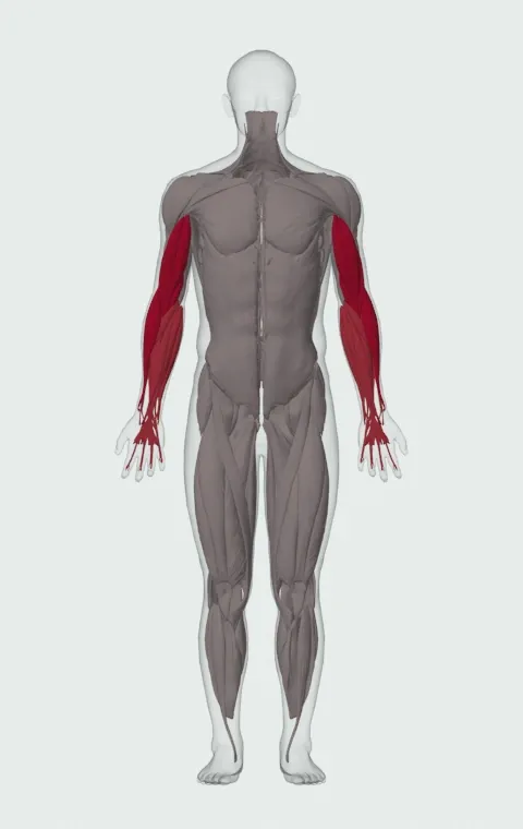 Preacher Hammer Dumbbell Curl: the muscles it trains, from the front. Primary — Long Head, Short Head, Brachialis and Brachioradialis. Also worked — Forearm Flexors and Forearm Extensors.